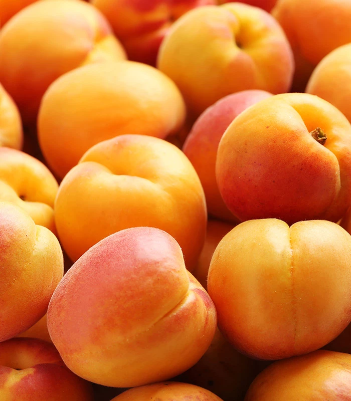 Abricots .du gard