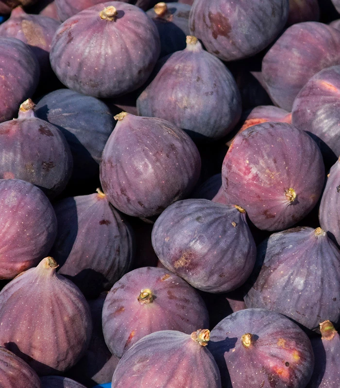 Figues noire de solliès