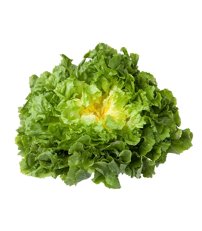 Scaroles de France