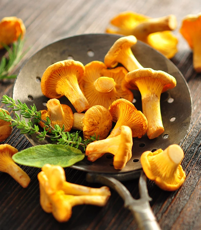 Girolles de France