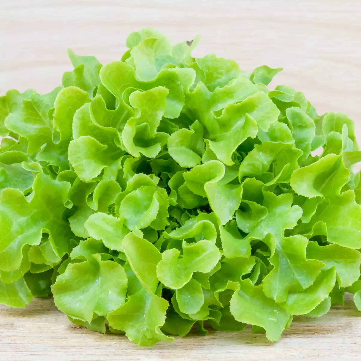 Feuille de chene verte
